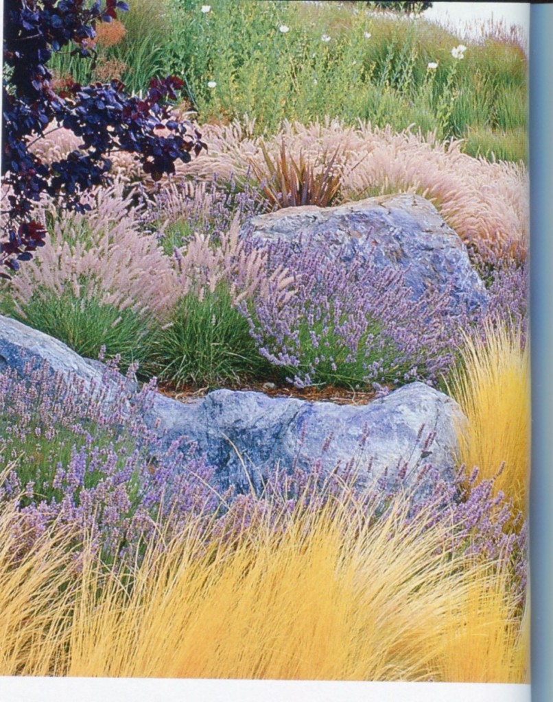 Natural Landscape Nice grasses with boulders.